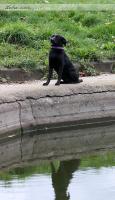 Один день из жизни черной собаки:)