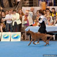 CACIB dog show 6.05. 2012, Samara