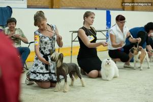выставка собак в Тольятти 10 июня 2012
