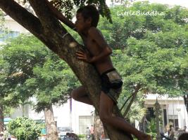 In the trees (asian boys)