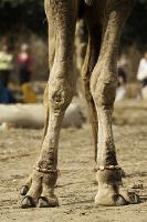 Real Camel Toes