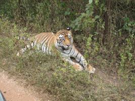 09 Заповедник тигров (Karnataka, 2009)