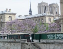 Париж. Цветочный рынок
