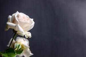 die Weiße Rose