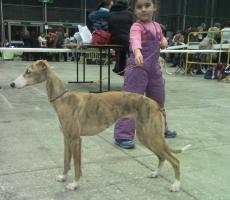 всероссийская выставка собак "Олимп" 2011