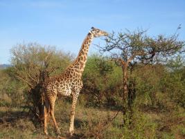 Путешествие в Африку. 2 Кения. Природа