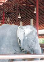 Путешествие в Тайланд. 29. Тропический сад Нонг-Нуч, слоны. Tropical Garden Nong Nooch, elephants.