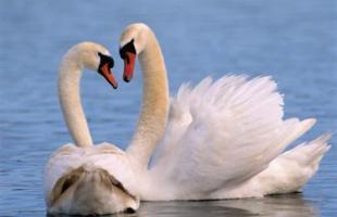 Лебеди. Swans
