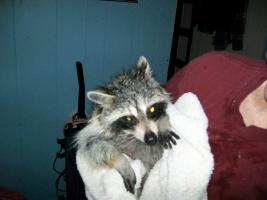 Our Pet Coon