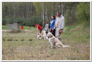 Hunting dogs training in may - part two