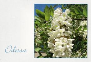 a) Odessa Postcrossing club cards - for trade