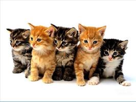 Web Kittens