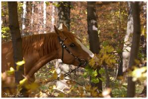 Лошади в осеннем лесу