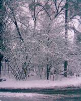 зима в Краснодаре