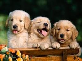 golden pups