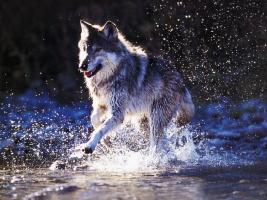 Волк, самый красивый и нежный зверь!