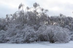 Московская зима 2011